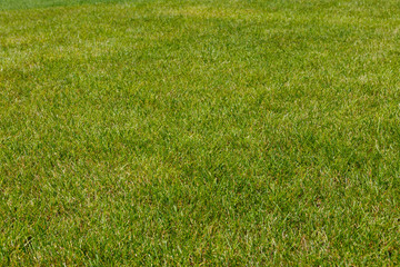 Green grass texture background