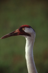 Whooping Crane (Grus Americana)