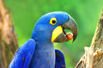 Big blue parrot Ara Hyacinth Macaw with food, Anodorhynchus hyacinthinus © denisapro