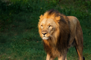 Walking lion in the setting sun on a green background