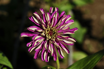 Obraz premium ヒャクニチソウ