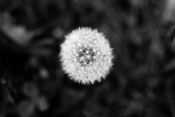 dandelion flower black and white
