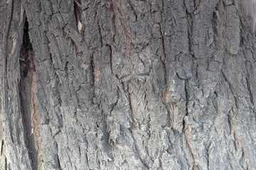 willow bark