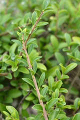 Delavay privet