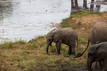 Elefantenkind im Tangire Nationalpark