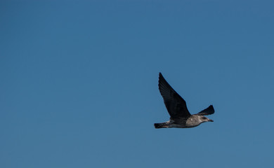 seagull flying