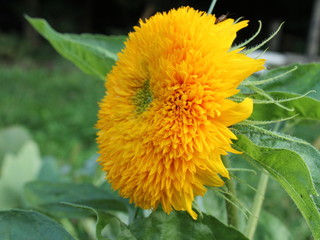 Big yellow flower