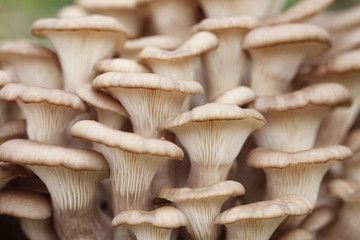 wild cute delicious mushroom