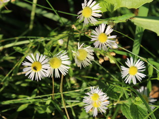 Small white flowers on a green background