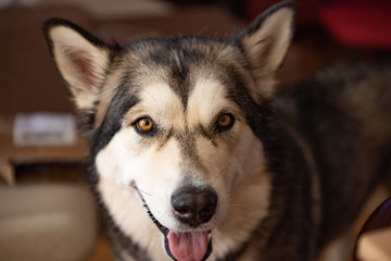domestic alaskan malamute
