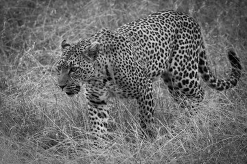 Wilder Leopard - Serengeti - Tansania
