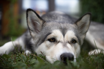Bored, wise alaskan malamute