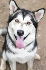 Happy alaskan malammute