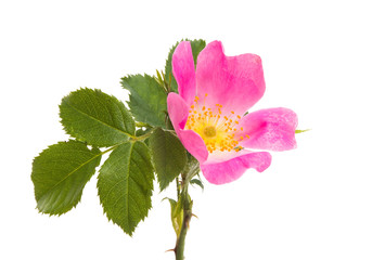 wild rose isolated