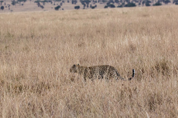 Leopard (Panthera pardus)
