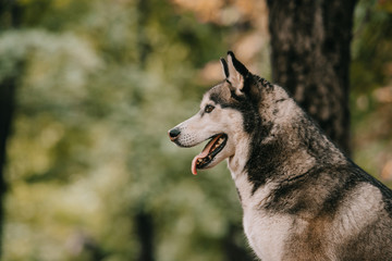 Obraz premium siberian husky dog sitting in park