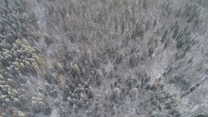Aerial view: winter forest. Snowy tree branch in a view of the winter forest. Winter landscape, forest, trees covered with frost, snow.