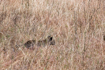 Obraz premium Leopard (Panthera pardus)