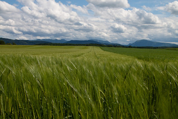 Obraz premium Ein weites Feld, grüne Halme wiegen sich im Wind, darüber von Wolken durchsetzter Sommerhimmel