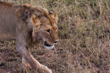 Naklejka premium Löwe - Serengeti