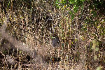 Vogel in der Savanne