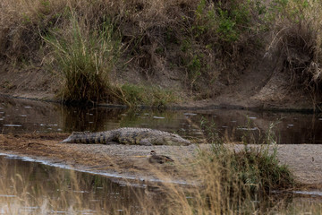 Krokodil in der Serengeti