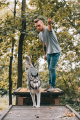 Naklejka na ściany i meble young cynologist with jumping husky on obstacle in park