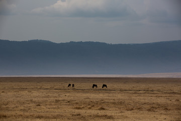 Gnus im Ngorongoro-Krater