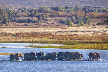 African bush elephant in Kruger National park, South Africa