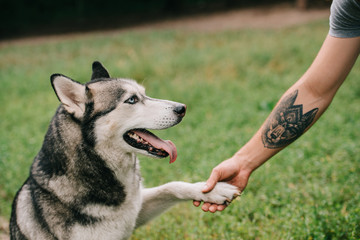 siberian husky dog giving paw to man © LIGHTFIELD STUDIOS