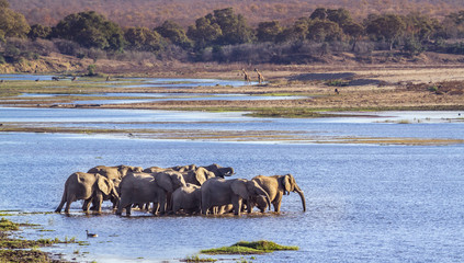 African bush elephant in Kruger National park, South Africa