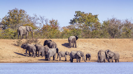 African bush elephant in Kruger National park, South Africa