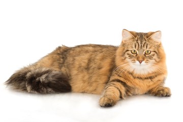 Long Haired Cat Lying Down