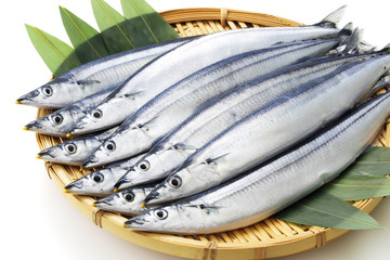 さんま　Pacific saury