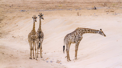 Giraffe in Kruger National park, South Africa