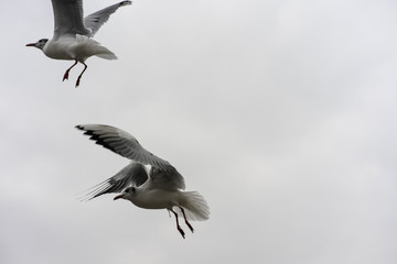 sea gull flying close up view on a cloudy day