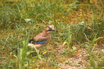 Bird