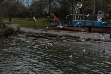 sea gull at lake shore on a winter day with pathway and person walking in background