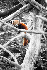 Panda roux sur fond noir et blanc