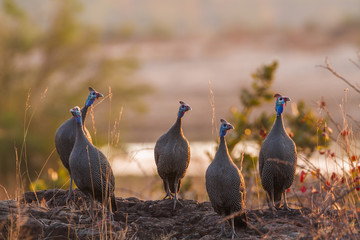 Helmeted guineafowl in Kruger National park, South Africa ; Specie Numida meleagris family of...