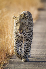 Fototapeta premium Lampart w Parku Narodowym Krugera w RPA