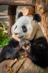 Obraz premium Giant panda bear in China