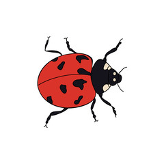 vector, isolated, insect ladybug