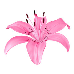 flower pink lily isolated on white background. Close-up. Nature.