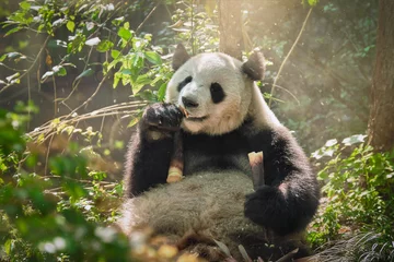 Poster Reuzenpandabeer in China © Dmitry Rukhlenko