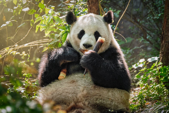 Fototapeta Giant panda bear in China
