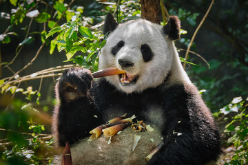 Giant panda bear in China