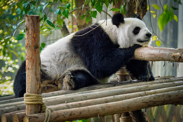 Obraz premium Giant panda bear in China