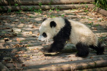 Giant panda bear in China