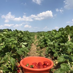 Strawberry field in sommer